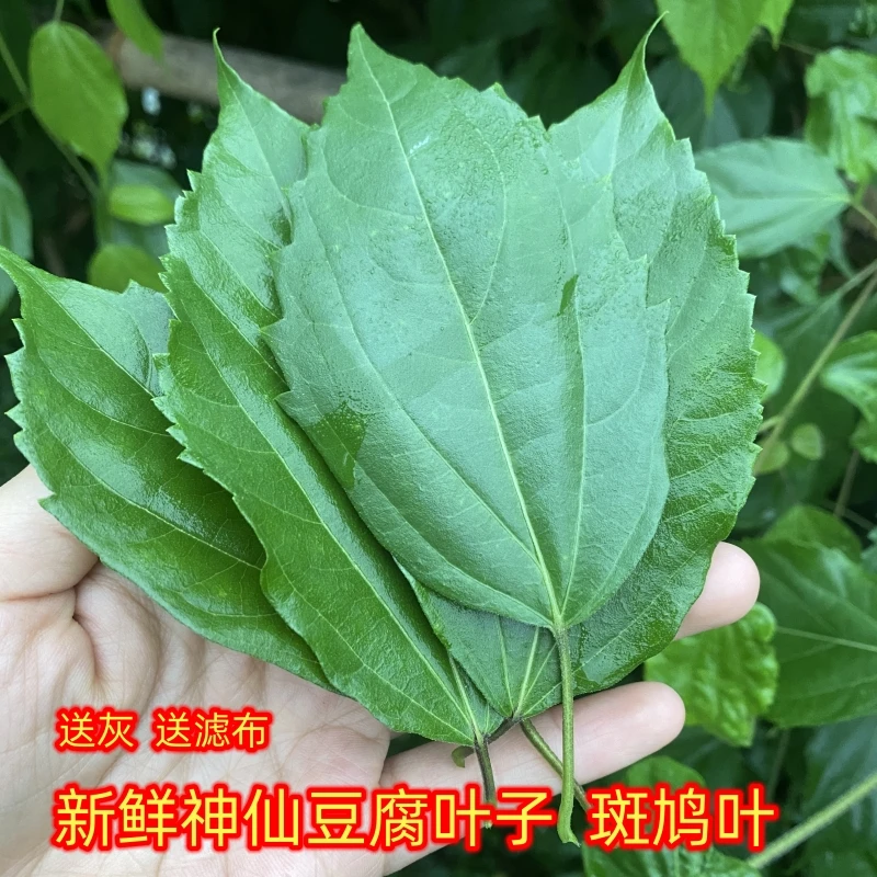 重庆臭黄荆叶新鲜神仙豆腐叶子观音柴做绿凉粉现摘半斤一斤