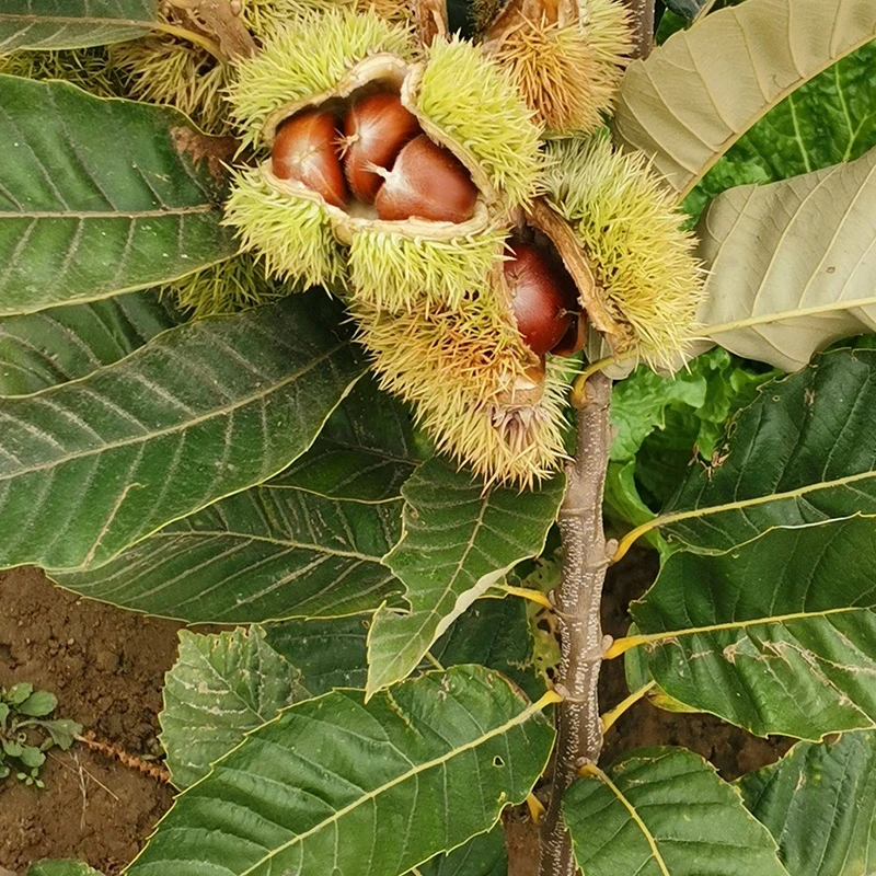 苍溪良种嫁接大红袍板栗南北方种植地栽盆栽庭院观果植物果树
