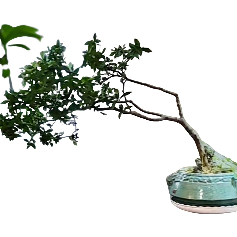 138-798 附生植物-茶台-茶室-办公室