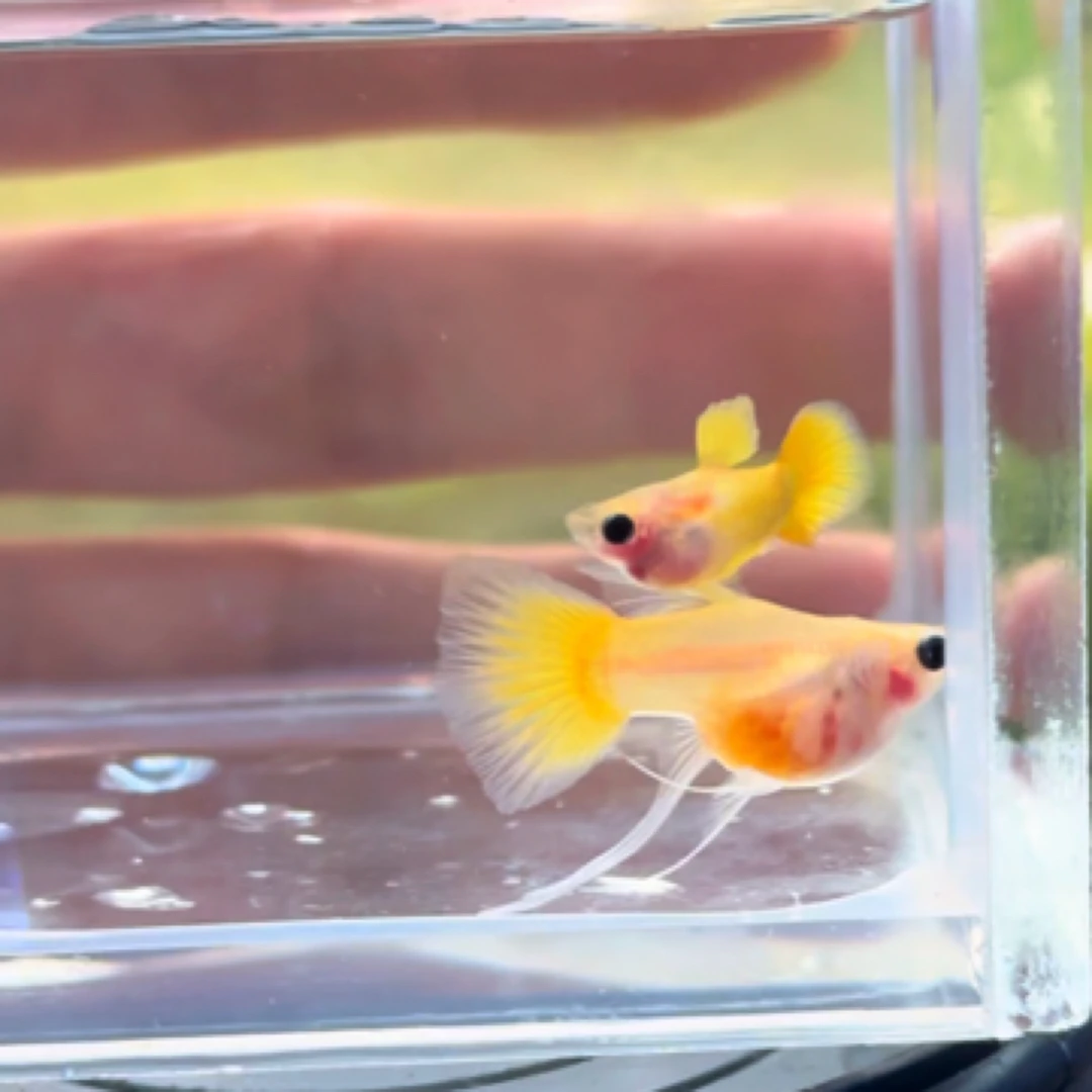 越系黄金玻璃猫（无拍摄开箱视频不报损，入缸不包损）