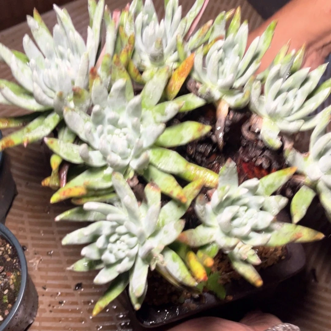 哈哈哈哈哈2293苹果叶白菊