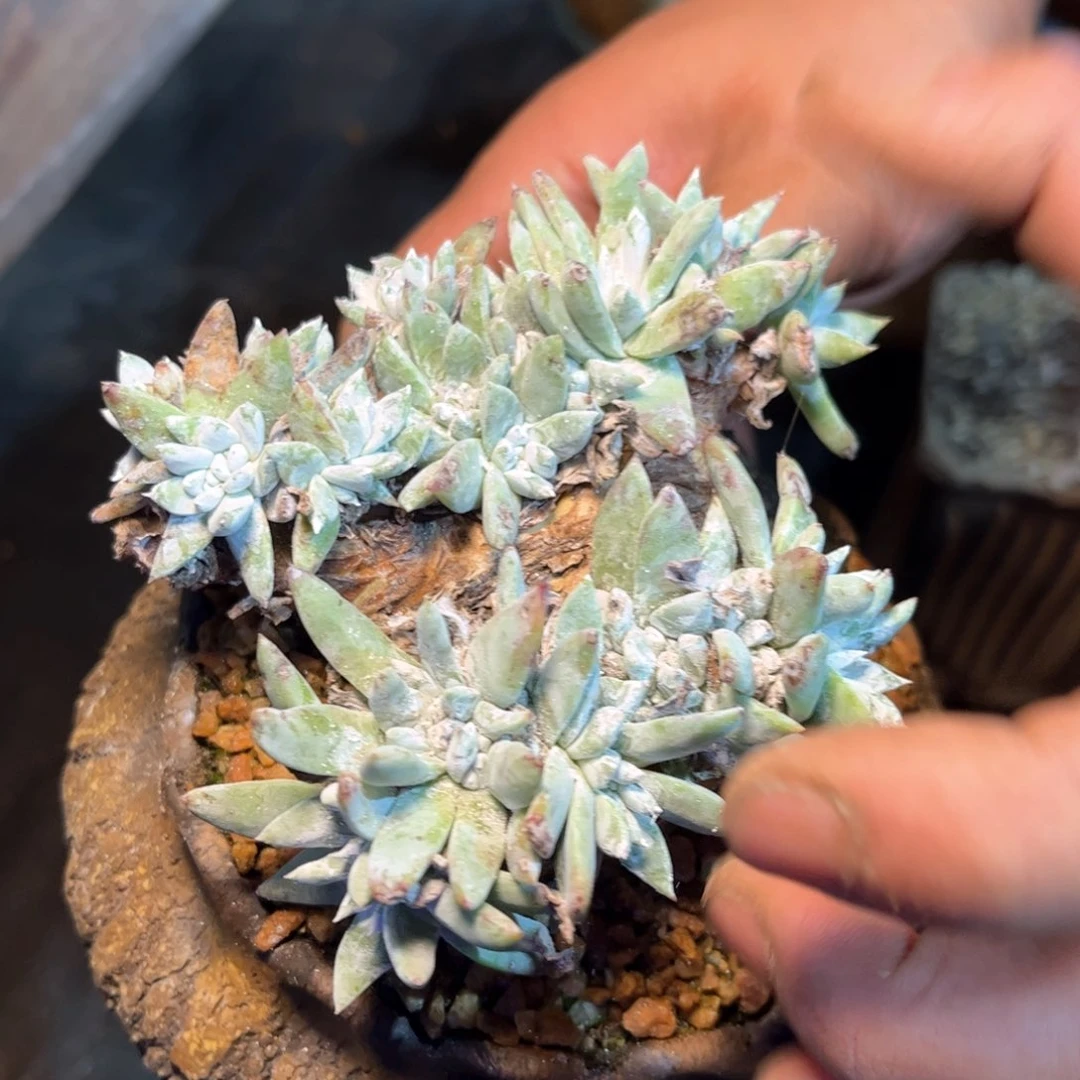 哈哈哈哈哈5405白姆