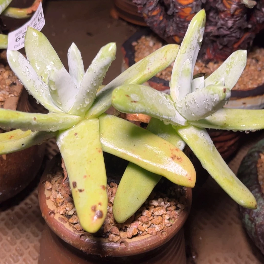 哈哈哈哈哈5130拇指