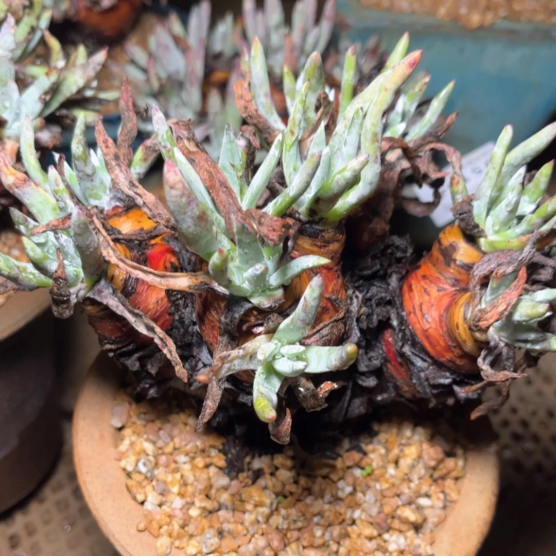 哈哈哈哈哈5135苹果叶杂