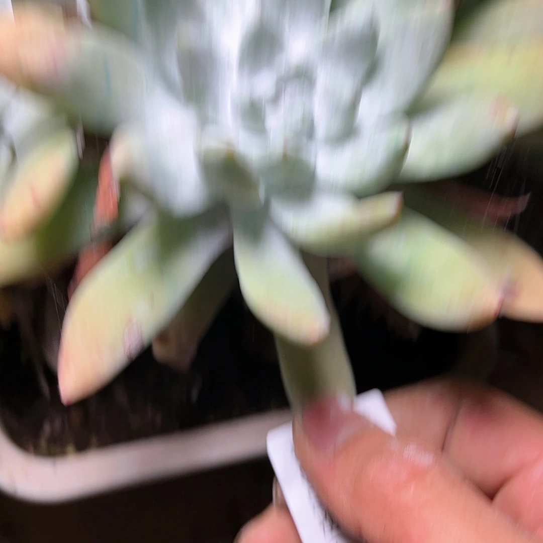 哈哈哈哈243帕翠啥