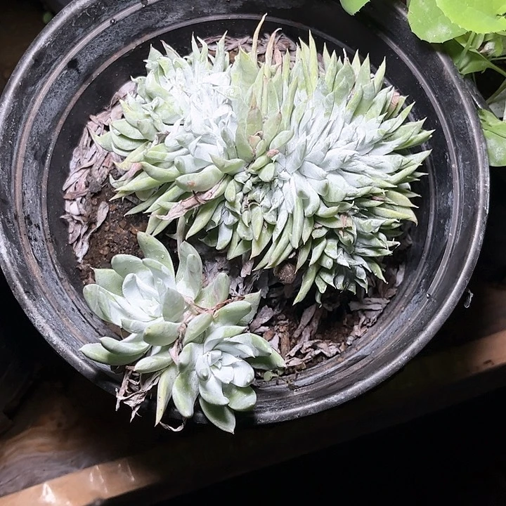 啊金尼黄黄黄黄1587