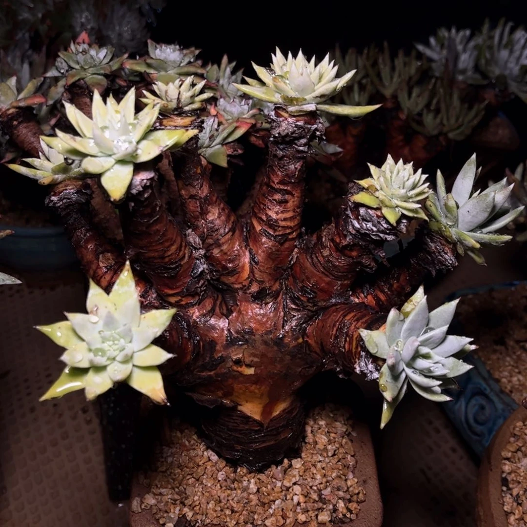 哈哈哈哈哈1710苹果叶雪山