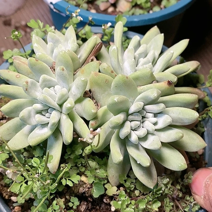 【闪购商品】哈哈哈哈哈6158苹果叶拇指