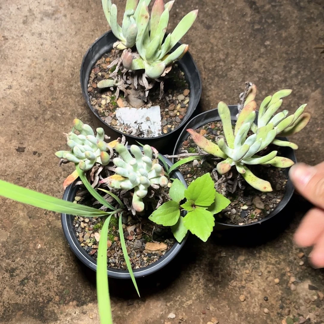 哈哈哈哈登西六颗双头