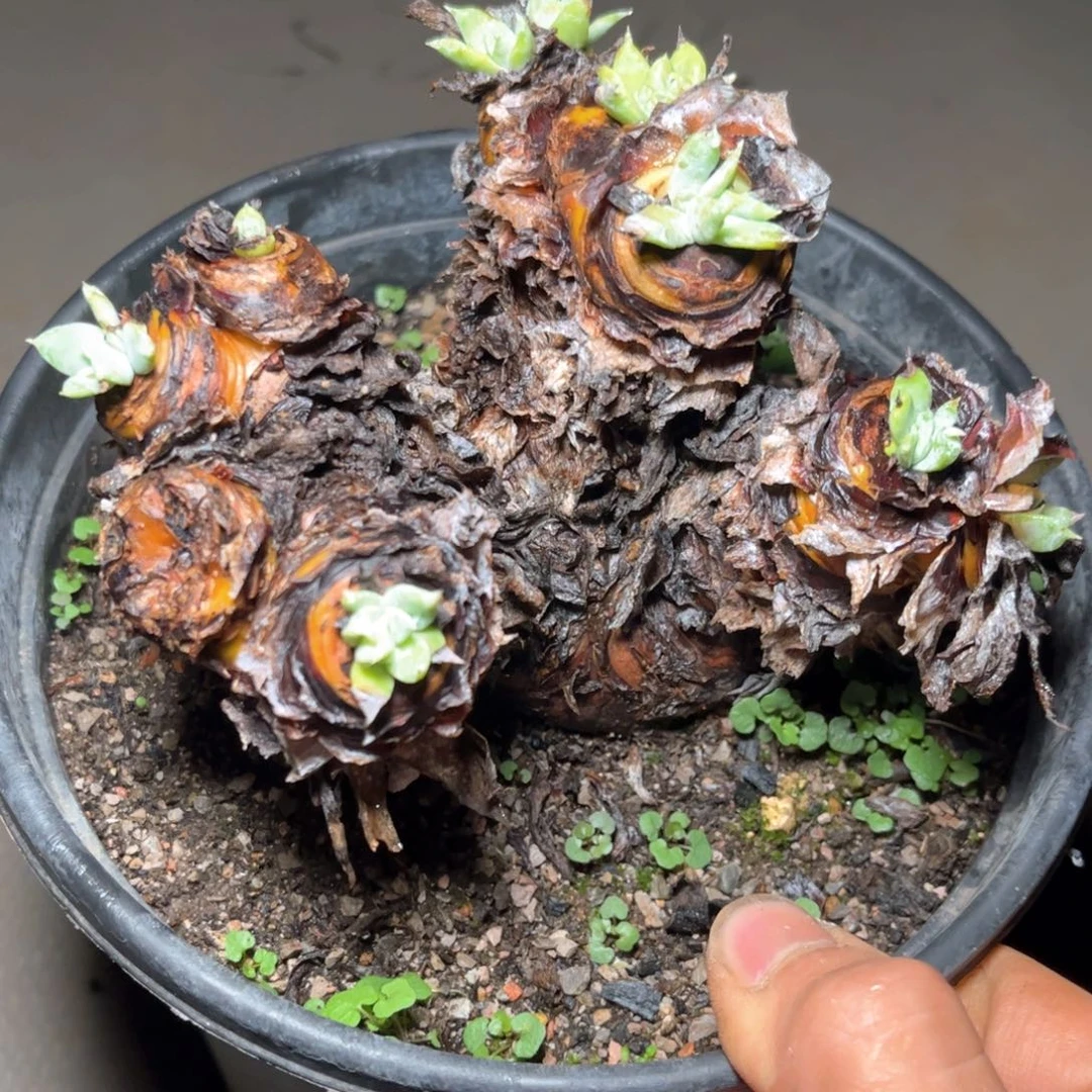 哈哈哈哈哈5158瑕疵福利苹果叶