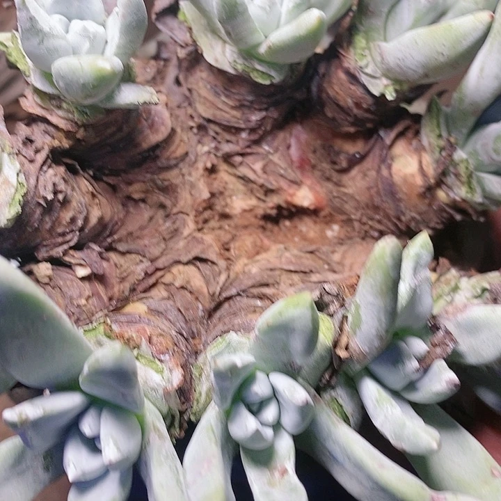 【闪购商品】哈哈哈哈哈哈1184贝拉瑕疵