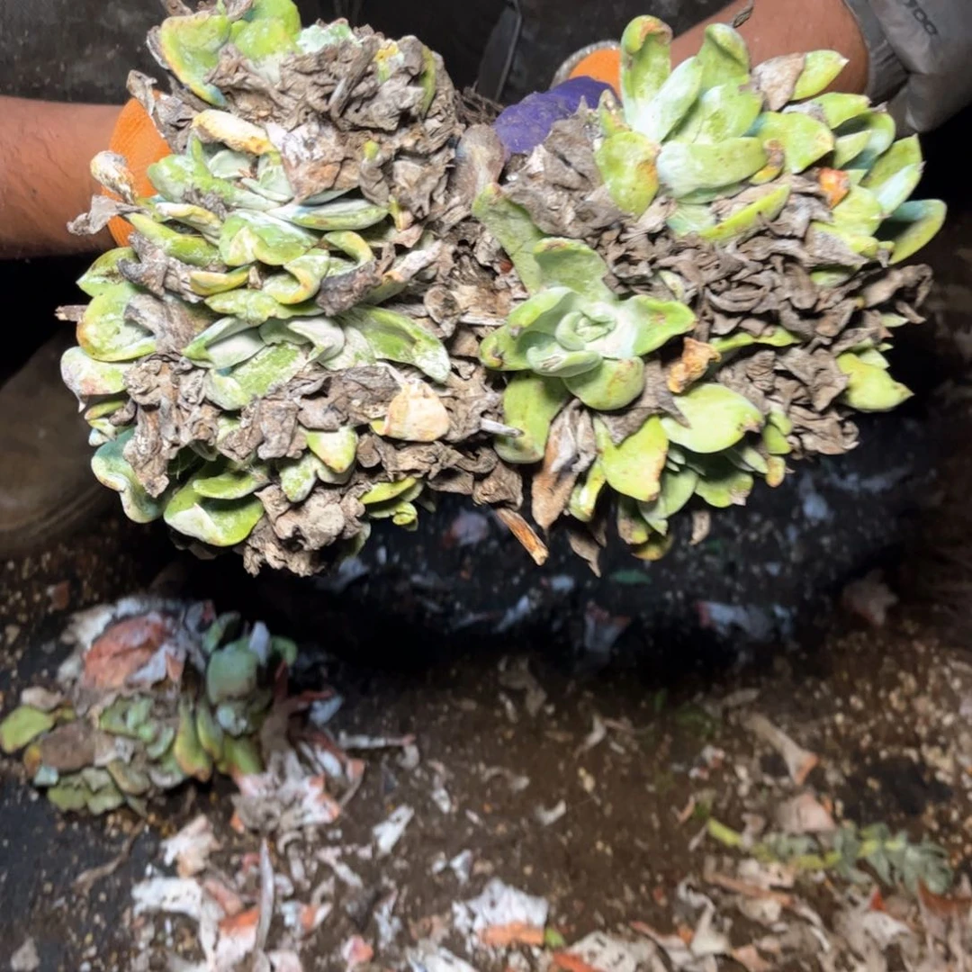 一***9哈哈哈哈哈5124福利两颗