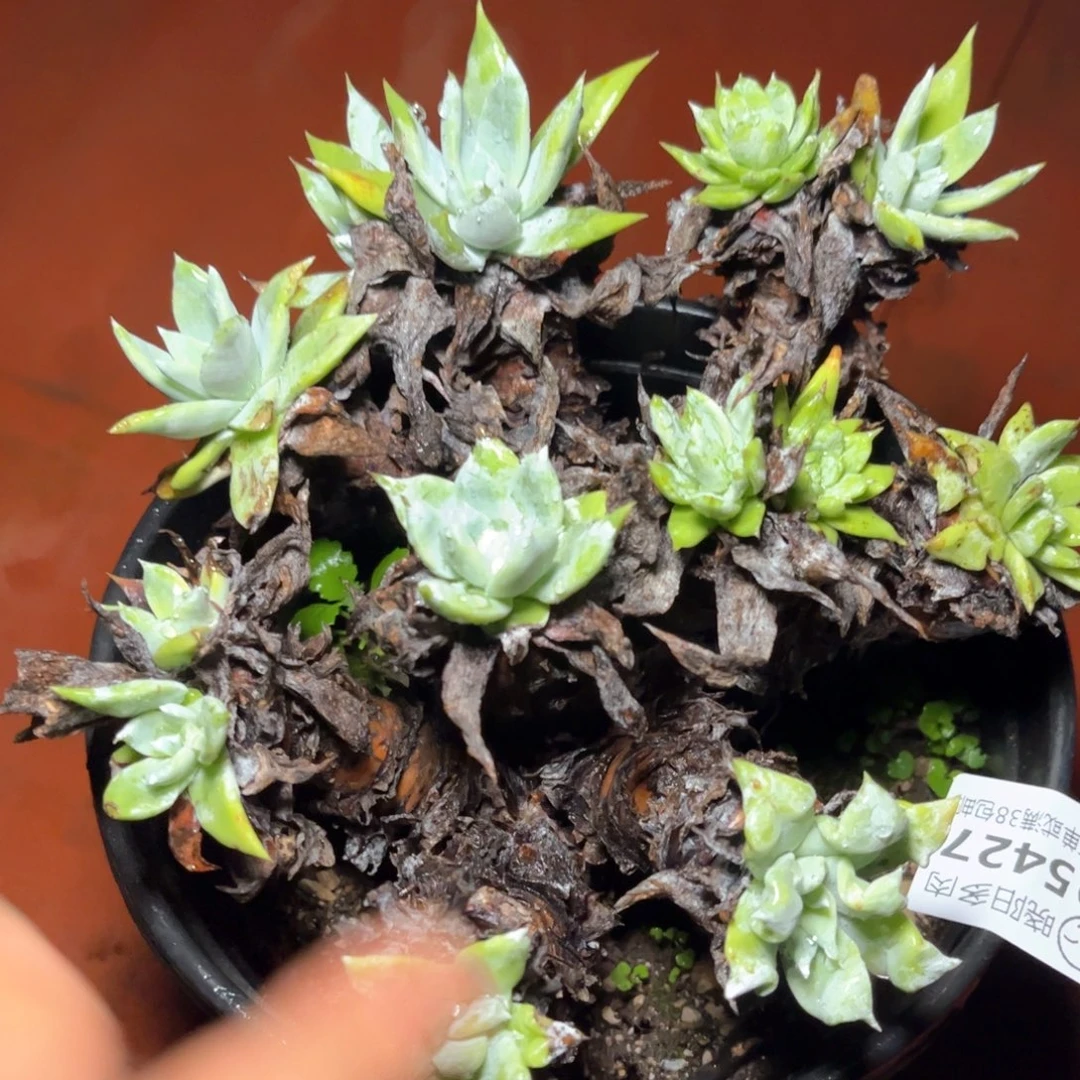 哈哈哈哈哈5427大花朵拇指苹果叶