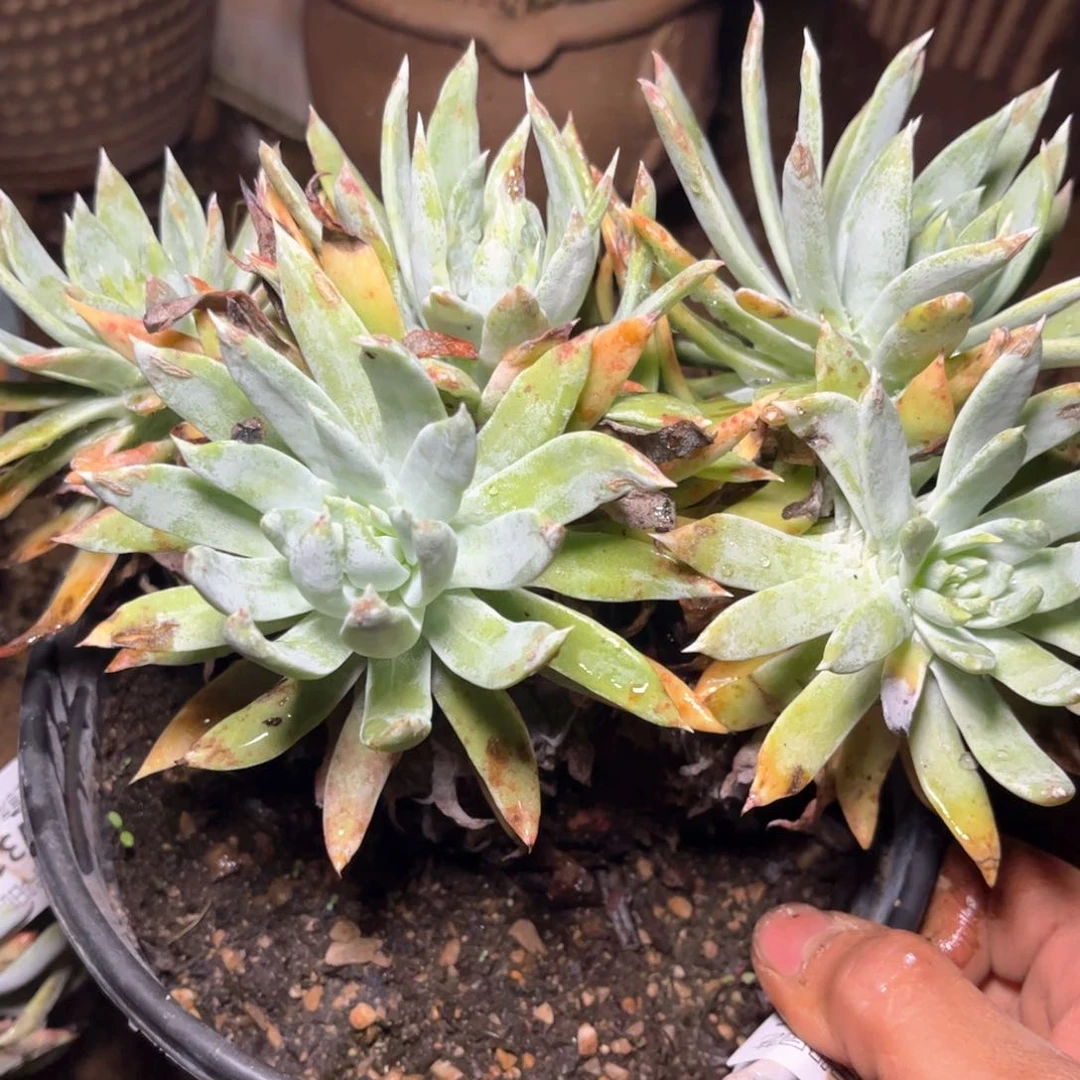 哈哈哈哈哈3106瑕疵