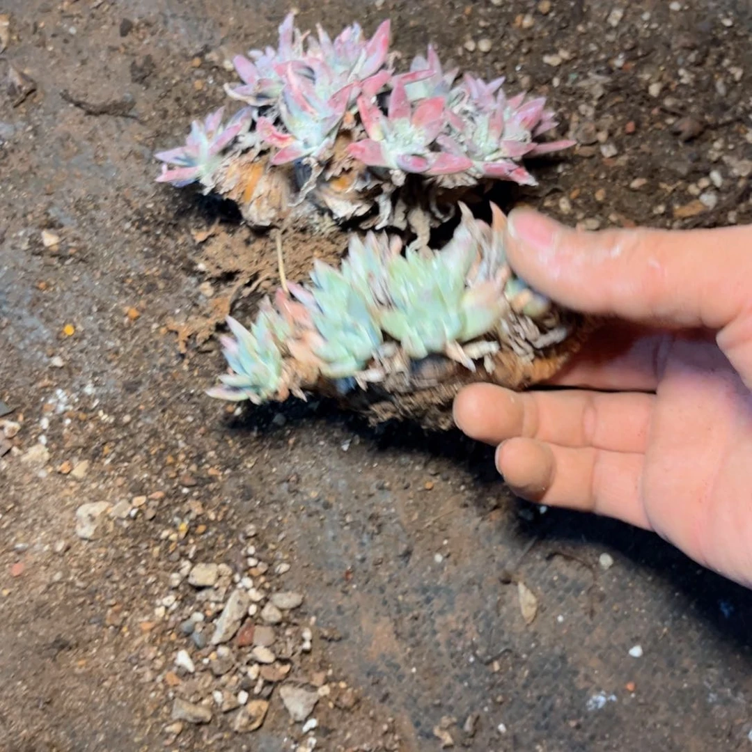 哈哈哈哈哈1686两颗瑕疵