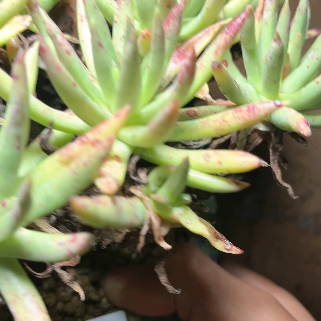 超****评哈哈哈哈1777意境思绿菊