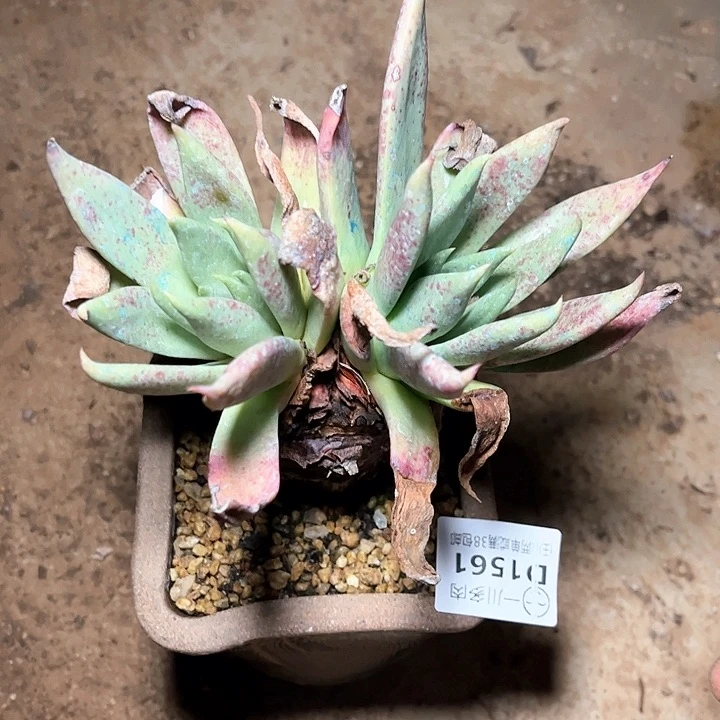 超****炫哈哈哈哈哈1561伊静思苹果叶