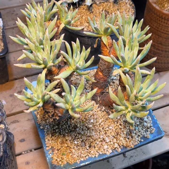 哈哈哈哈哈4176绿菊