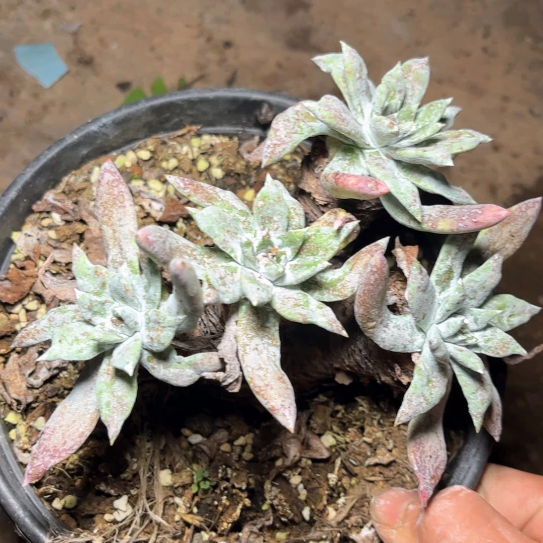 哈哈哈哈哈5351霜姆汁