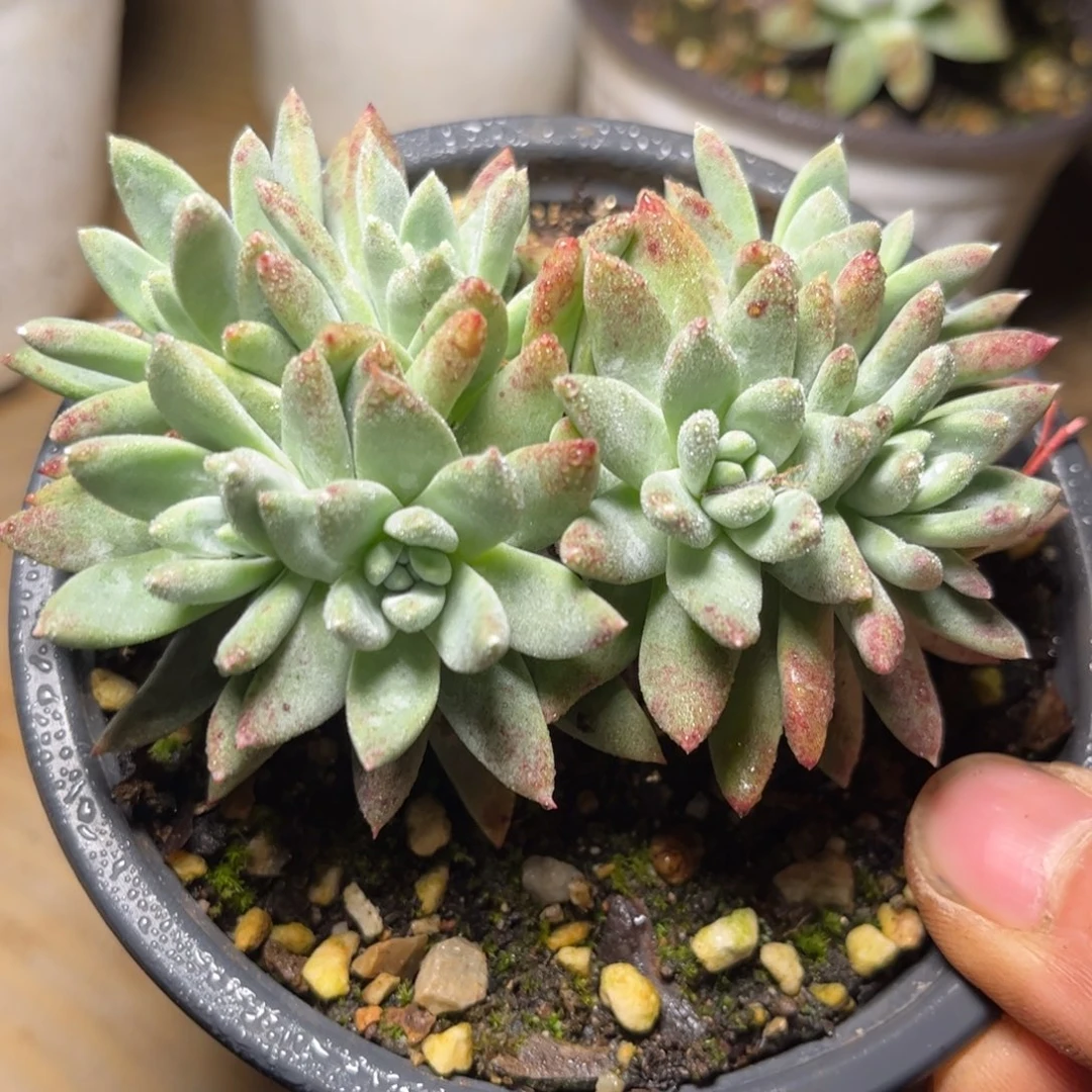 哈哈哈哈哈1367苹果叶白菊