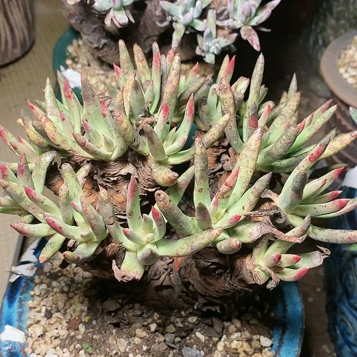 【闪购商品】哈哈哈哈哈1534阿尔比绿菊