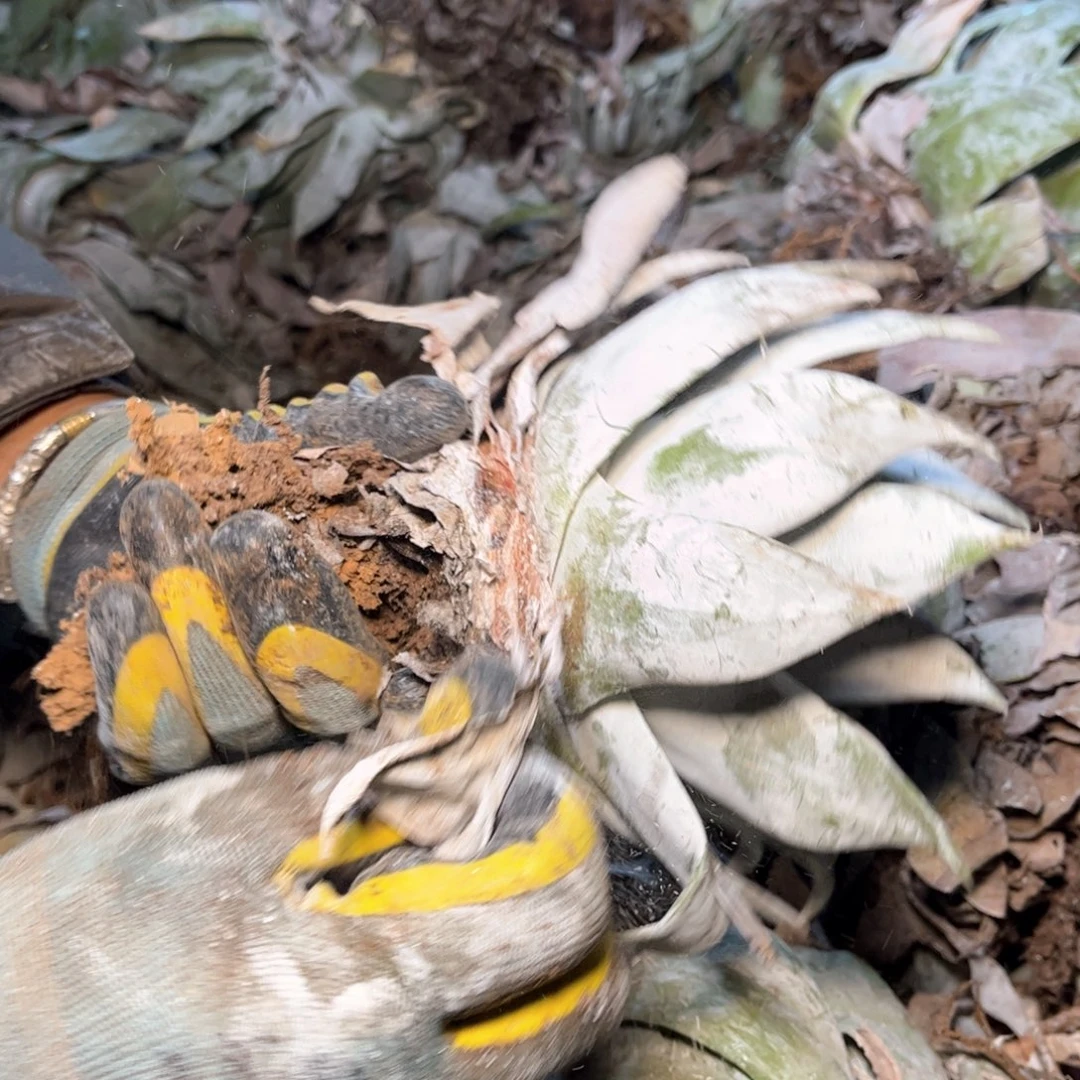 哈哈哈哈哈3048雪山苹果叶