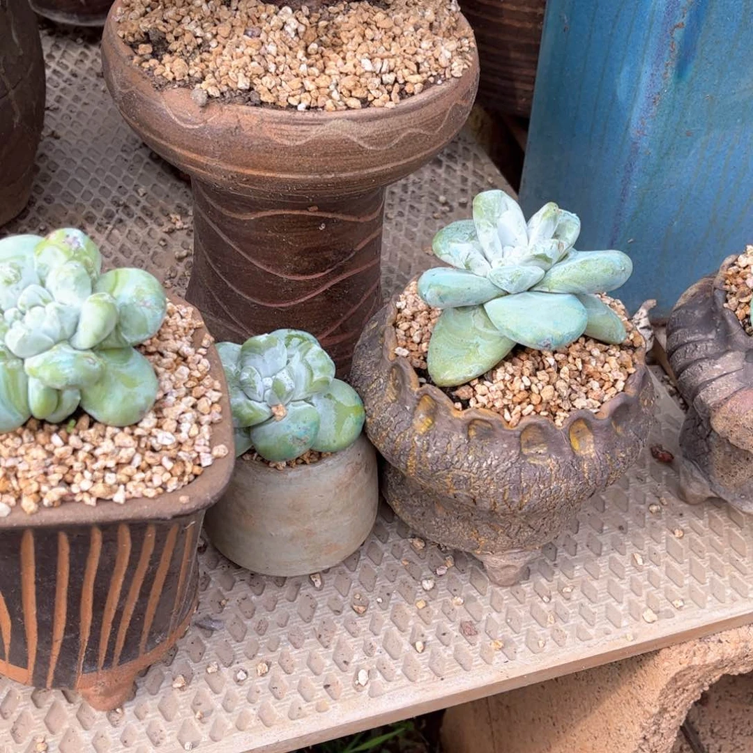 哈哈哈哈哈拇指野砍一颗