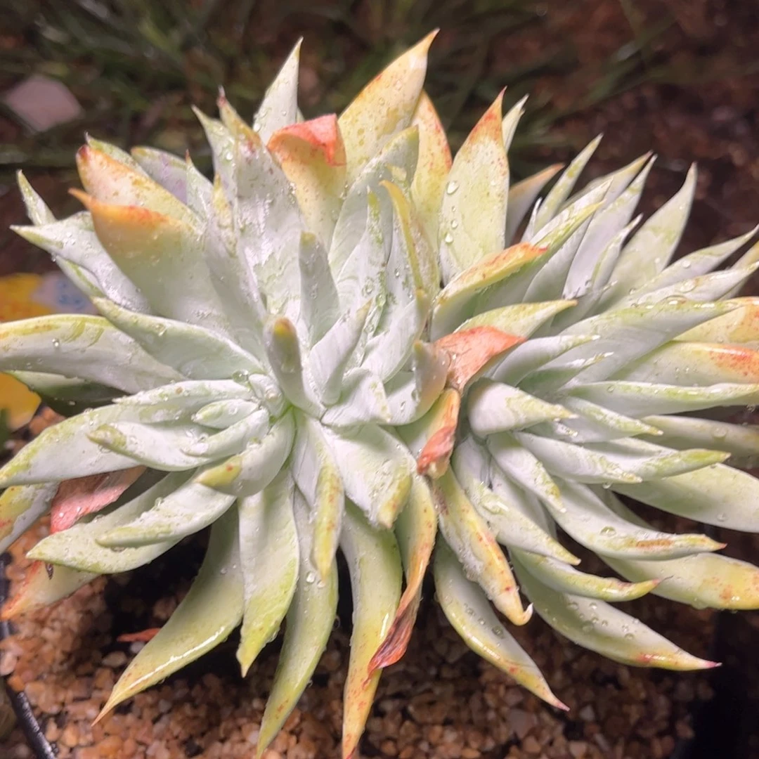 哈哈哈哈5020赛李娜