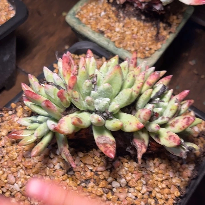 哈哈哈哈哈4215白姆