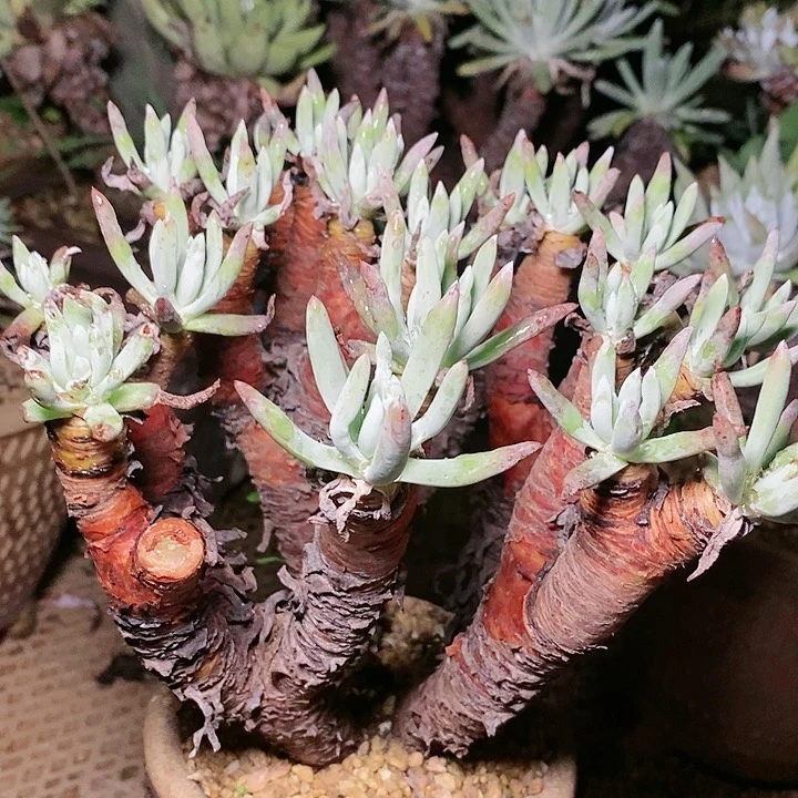 【闪购商品】哈哈哈哈哈6117白鹭瑕疵