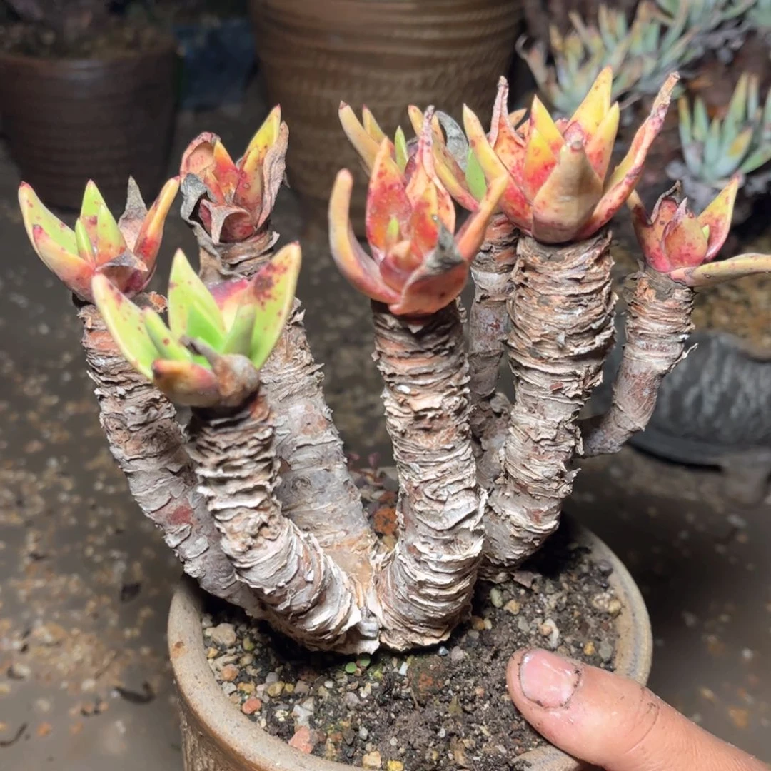 哈哈哈哈家5589帕