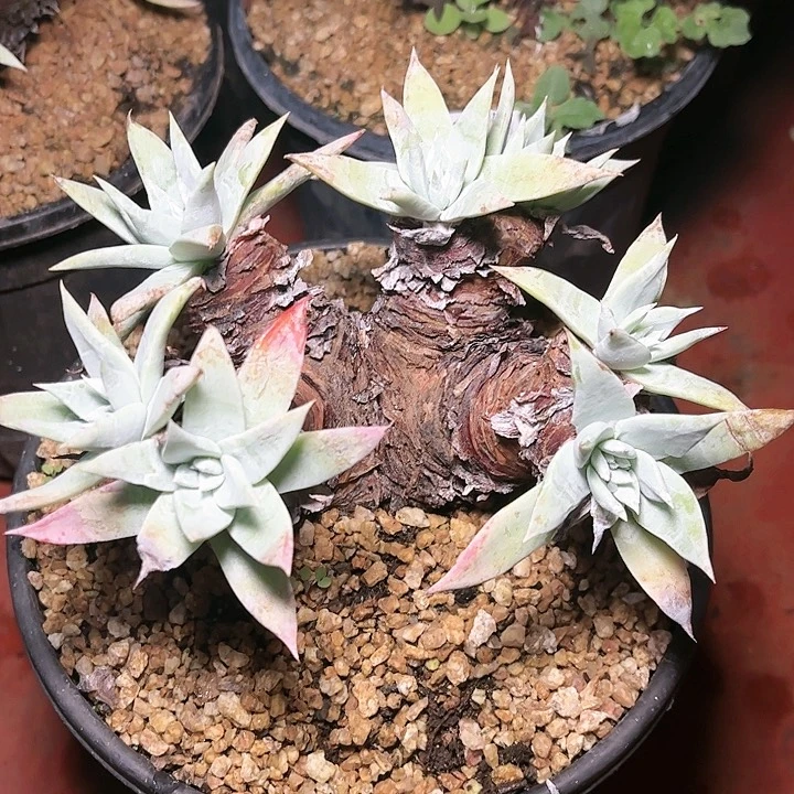 哈哈哈哈哈4270苹果叶雪山