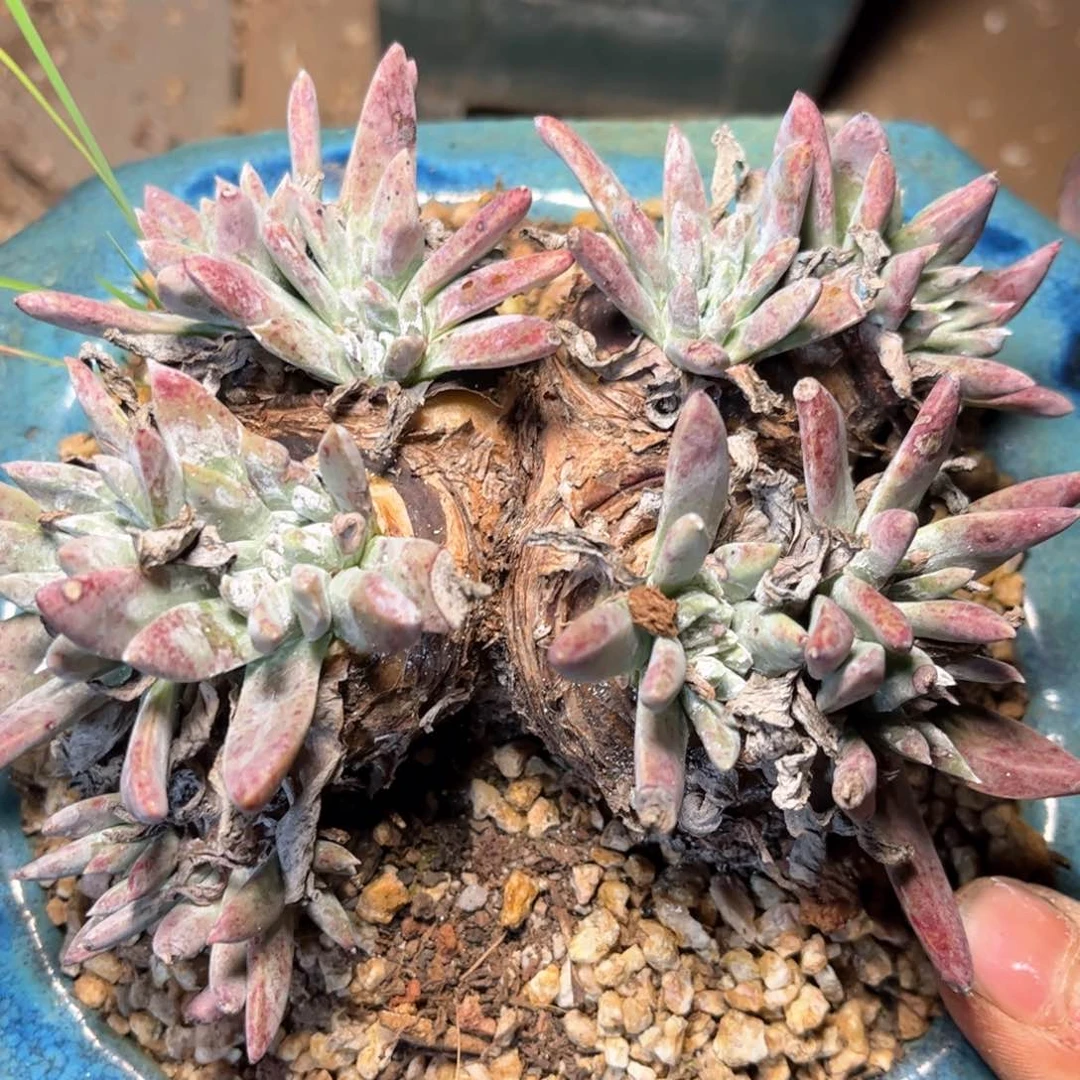 哈哈哈哈哈6021苹果叶白菊