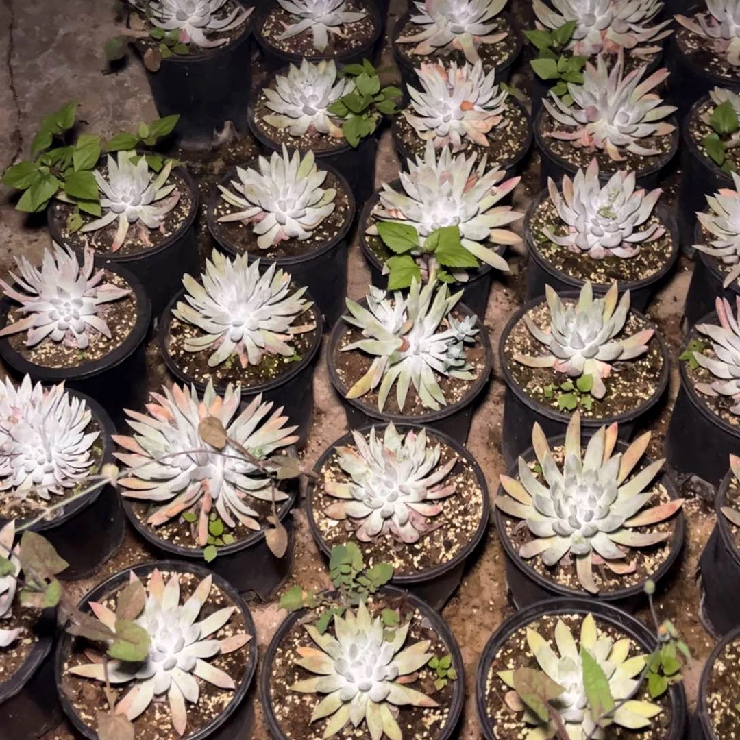 哈哈哈哈哈帕单头