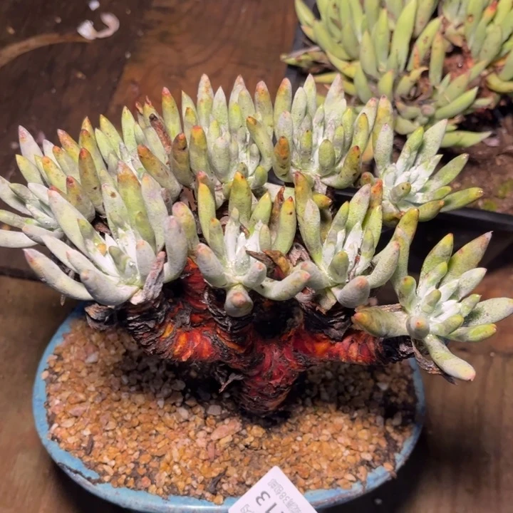 哈哈哈哈哈4213千手机