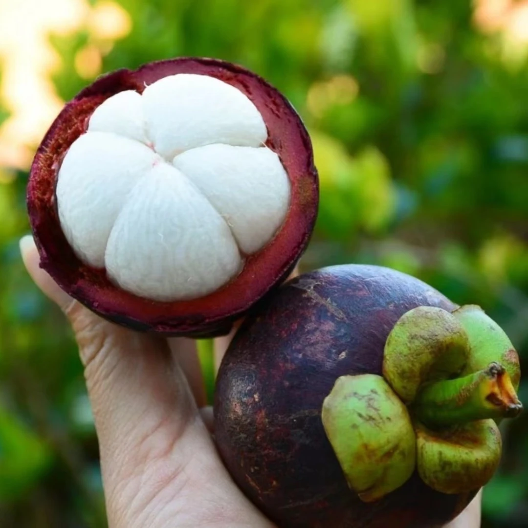 泰国山竹油竹清甜新鲜饱满白嫩水果顺丰