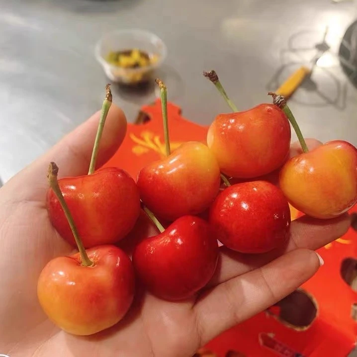 【雷尼尔品种】智利海运黄金车厘子新鲜孕妇水果包赔原箱顺丰发货