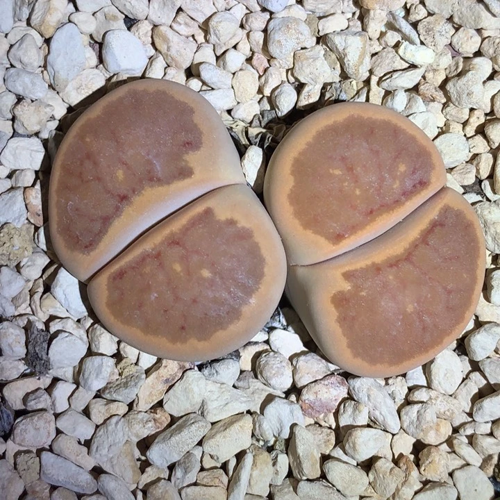 红陶20CM（含）-50CM（不含）