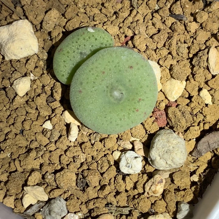红陶20CM（含）-50CM（不含）