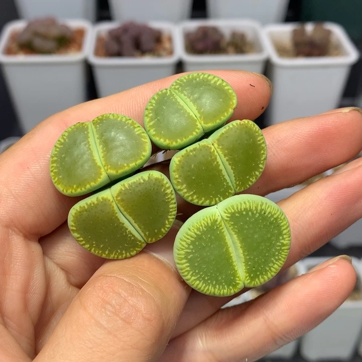 红陶20CM（含）-50CM（不含）