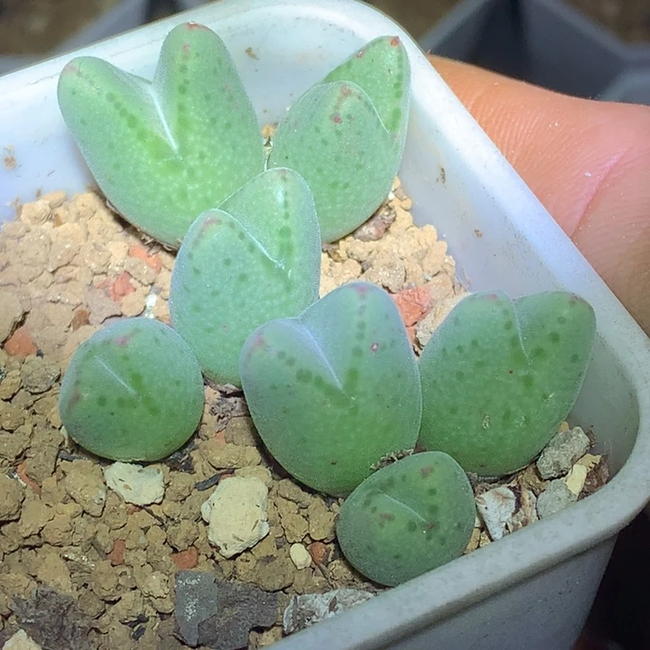 精品多肉植物大战僵尸先生们