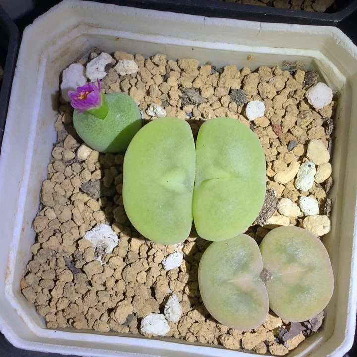 红陶20CM（含）-50CM（不含）