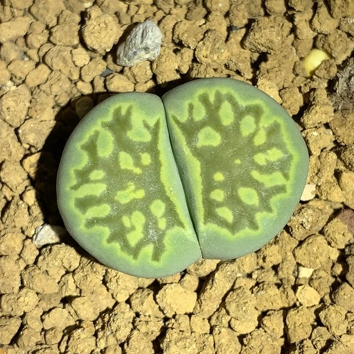 红陶20CM（含）-50CM（不含）绿菊化石