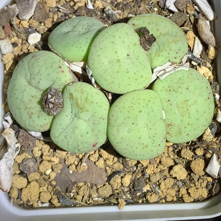 红陶20CM（含）-50CM（不含）