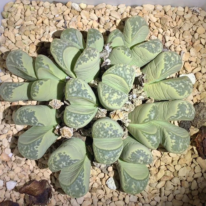 红陶20CM(含)-50CM(不含)