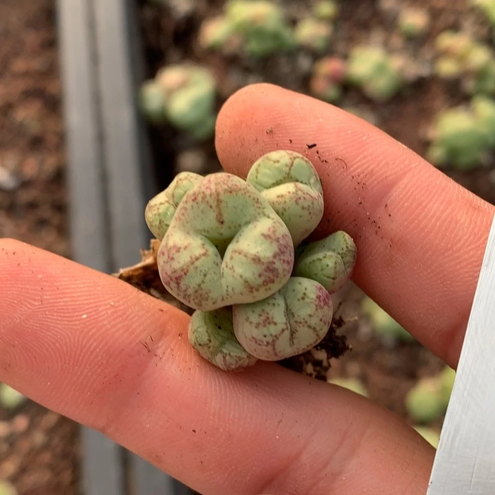 红陶20CM（含）-50CM（不含）你***～