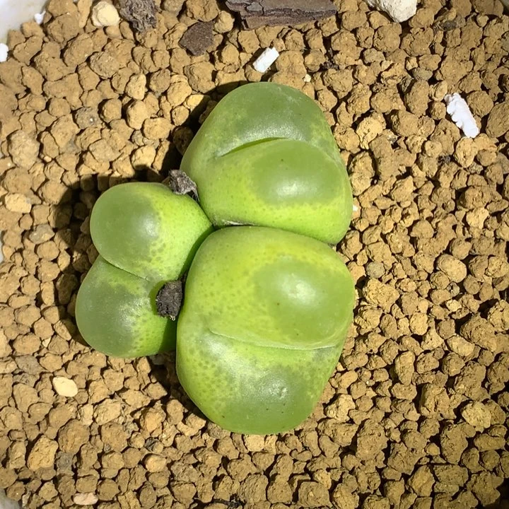 红陶20CM（含）-50CM（不含）