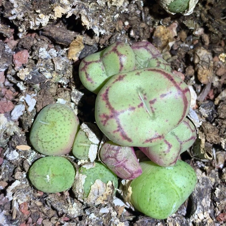 红陶20CM（含）-50CM（不含）全部