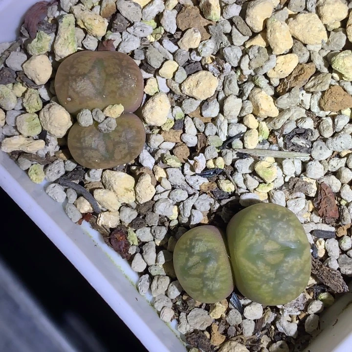 红陶20CM（含）-50CM（不含）