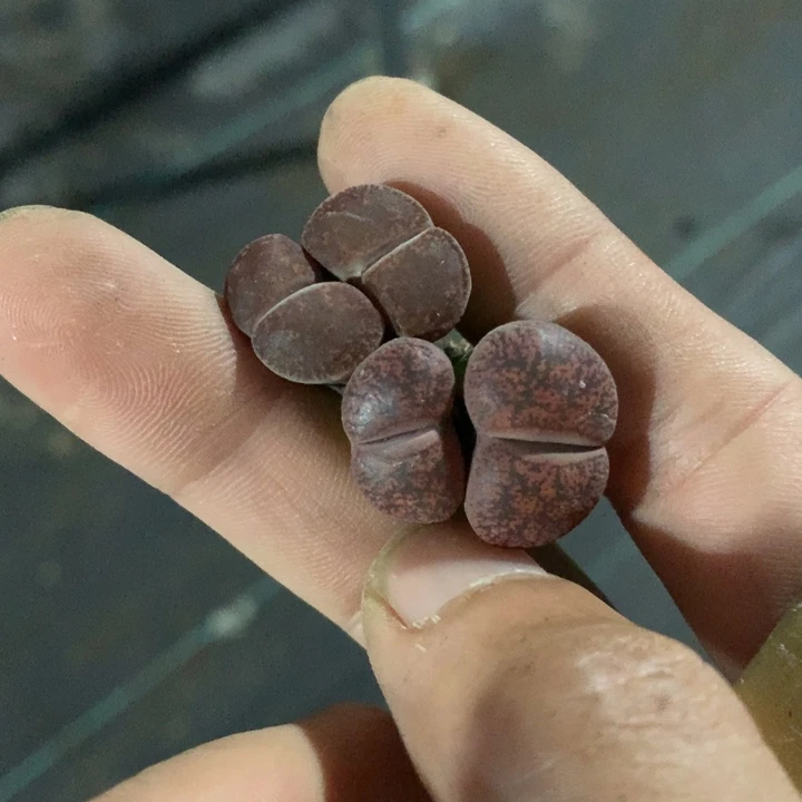 红陶20CM(含)-50CM(不含)·****儿